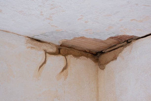 Best Mold removal after water damage  in Grandwood Park, IL